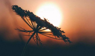 努力励志正能量的句子（努力励志的句子 正能量）