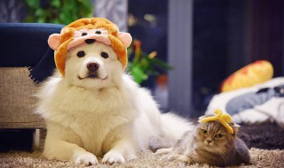 饲养宠物要注意风水禁忌 饲养宠物有哪些注意事项