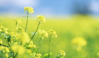 关于油菜花的唯美句子简短 关于油菜花的唯美句子简短一点