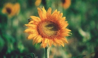 感叹人生得与失的句子 感叹人生得与失的句子图片