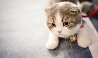 朋友圈晒猫的说说句子（朋友圈晒猫的说说句子简短）