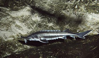 鲟鱼的营养价值（鲟鱼的营养价值及功效与作用）