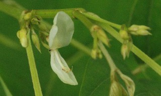 苏花的功效与作用（苏花的功效与作用婴儿能吃）