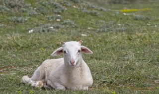 小羊吃麦苗怎么办（羊吃麦苗怎么处理）
