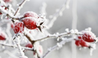 冬天早安点赞率最高的说说句子（早安点赞最多的句子）