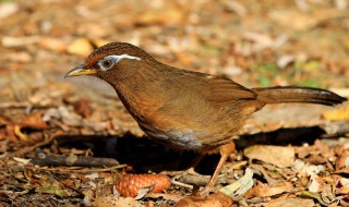 养画眉鸟方法技巧 三招教你养好画眉鸟