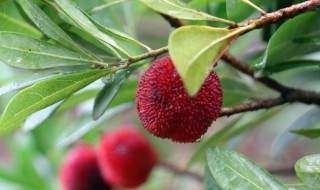 杨梅树皮泡酒功效 杨梅树皮泡酒功效作用