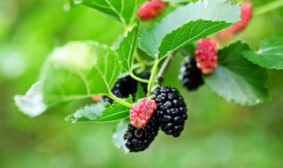 桑葚功效与作用(桑葚功效与作用禁忌症)