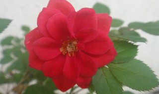 描写冬天月季花优美句子 冬天月季花赞美句子