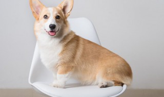 挑狼狗的方法和技巧 挑狼狗的方法和技巧视频