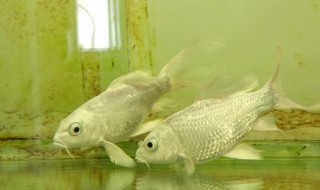 蝴蝶鲤幼鱼饲养方法（蝴蝶鲤鱼的饲养方法）