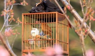 画眉鸟咬毛怎么解决 画眉鸟咬毛是怎么回事