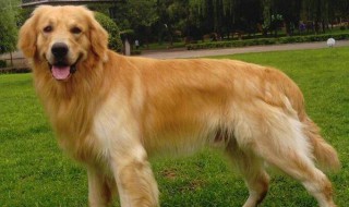 三月金毛喂食方法（三个月金毛怎么喂）