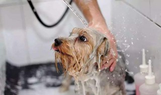 宠物洗澡最佳方法（宠物洗澡最佳方法视频）