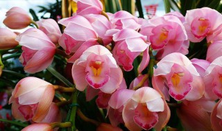 大花蕙兰冬天浇水方法 大花蕙兰冬天浇水方法