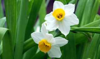 描写水仙开得旺盛的句子 水仙花开得茂盛语句