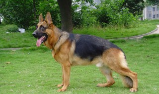 挑狼狗最好方法 狼狗适合打猎吗