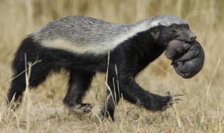 蜜獾有什么生存技巧 蜜獾的能力
