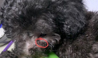 泰迪泪痕快速消除方法 泰迪泪痕快速消除方法图解