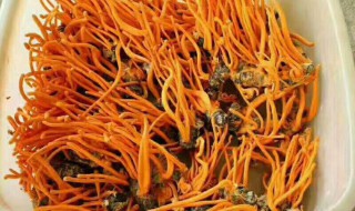 虫草花的功效与作用及禁忌 虫草花的功效与作用及禁忌和副作用