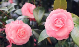 养花种草美好心情句子（养花种草美好心情句子简短）