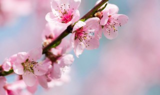 2021春分发朋友圈的心情句子 春分说说朋友圈2021