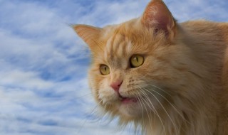 好听的橘猫名字 好听的橘猫名字100个