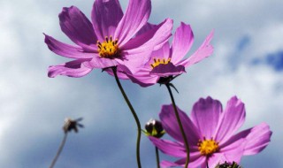 格桑花经典语录 一句格桑花经典台词