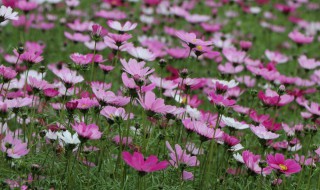 看格桑花怎么发朋友圈 观看格桑花朋友圈怎么发