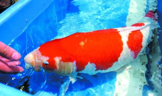 用蛋黄喂鱼怎么做 怎么给鱼喂蛋黄