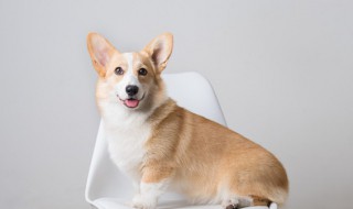 晒宠物的朋友圈句子(朋友圈晒宠物说说)