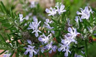 迷迭香的养殖方法 迷迭香的养殖方法和注意事项视频