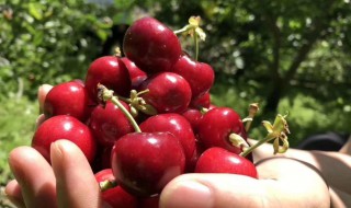 实现车厘子自由的说说 实现车厘子自由的说说短句