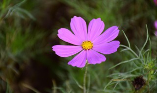 赏格桑花的心情说说 看格桑花的心情说说
