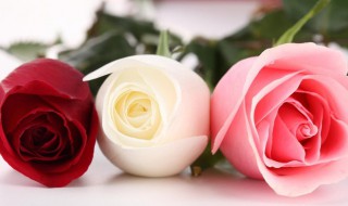 给恋人的祝福短信(恋人的问候短信大全)