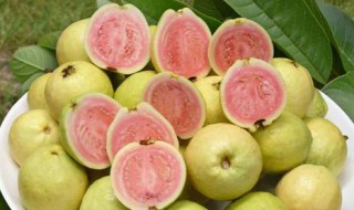 番石榴吃多了会怎样（番石榴不能吃多）