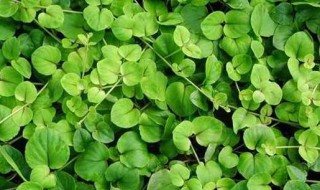 金钱草的功效和作用（金钱草的功效和作用及禁忌）