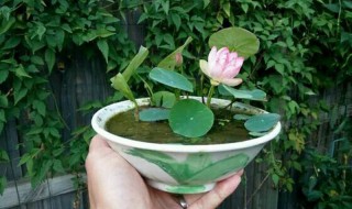 碗莲怎么养 碗莲怎么养殖