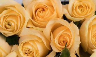 香槟玫瑰代表什么（男生送女生香槟玫瑰代表什么）