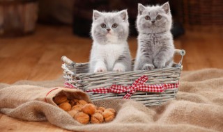 屋有猫虱用什么方法可以消除（屋有猫虱用什么方法可以消除呢）