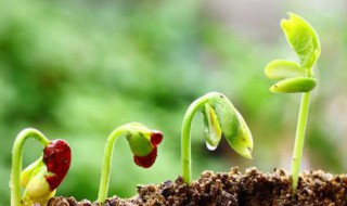 如何识别酸性土壤与碱性土壤（如何识别酸性土壤与碱性土壤的区别）