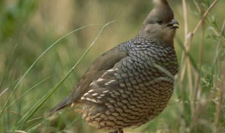 鹌鹑的正确养殖方法（鹌鹑的养殖技术及方法）