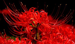 什么花的花语是救赎（什么花的花语是救赎和重生）