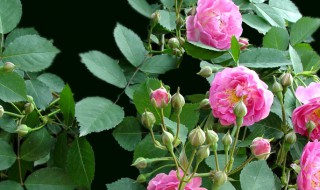 蔷薇花代表什么意思 蔷薇花代表的意思