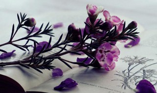 燔诗书而明法令的意思 燔诗书而明法令的解释