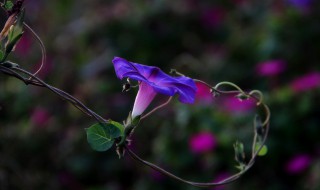 夕颜花的花语和寓意是什么（夕颜花的花语和传说）