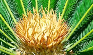 铁树代表什么象征意义（铁树的用意是什么）