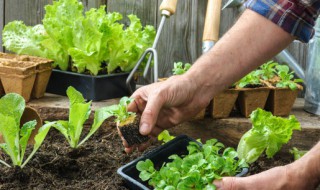 黄泥土地适合种植什么蔬菜 黄泥土地适合种植蔬菜吗