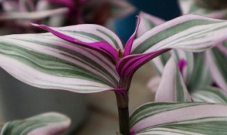 油画吊兰烂根是什么原因 油画吊兰为什么烂叶子