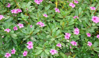 长春花适合什么季节种 长春花适合什么季节种植